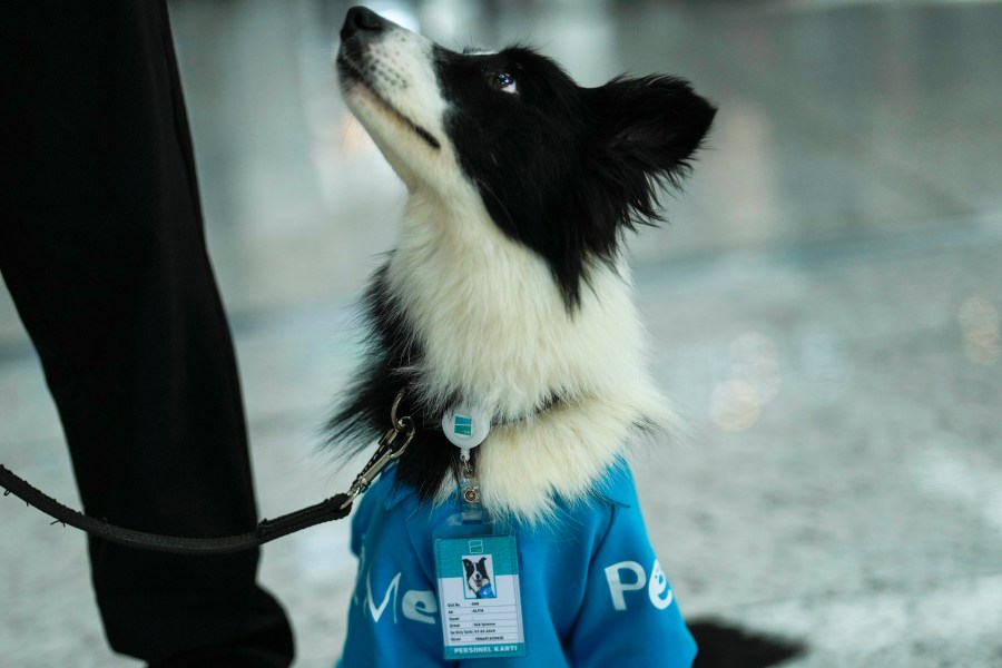 Airport therapy dog Alita looks at her handler while walking through Istanbul Airport in Turkey, Wednesday, April 3, 2024. Istanbul Airport has made five new hires to provide stress-free travel experience for anxious passengers: therapy dogs that are ready to offer support with snuggles, belly rubs and sloppy kisses. (AP Photo/Khalil Hamra)