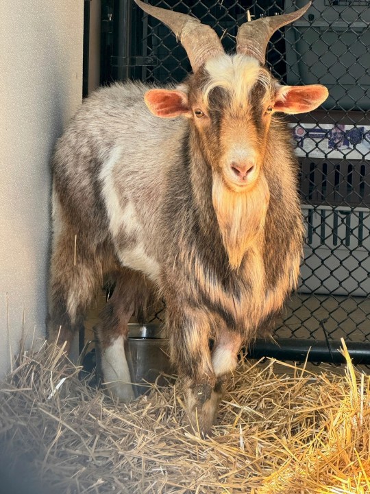 This photo provided by the KC Pet Project shows a goat believed to be named Chug after being rescued from a bridge on Tuesday, April 9 2024 in Kansas City, Mo. The escaped mountain goat that somehow got stuck under the bridge has survived a rocky rescue effort and now may be reunited with the owners who suspect he was stolen from their farm two months ago.(Tori Fugate/KC Pet Project via AP)