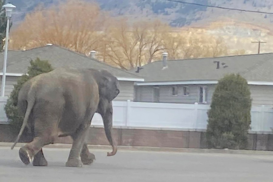 This image provided by Matayah Utrayle-Shaylene Smith shows an escaped elephant crossing the road in Butte, Mont., on Tuesday, April 17, 2024. The sound of a vehicle backfiring spooked a circus elephant while she was getting a pre-show bath leading the pachyderm to break through a fence and take a brief walk, stopping noontime traffic on the city's busiest street before before being loaded back into a trailer. (Matayah Utrayle-Shaylene Smith via AP)