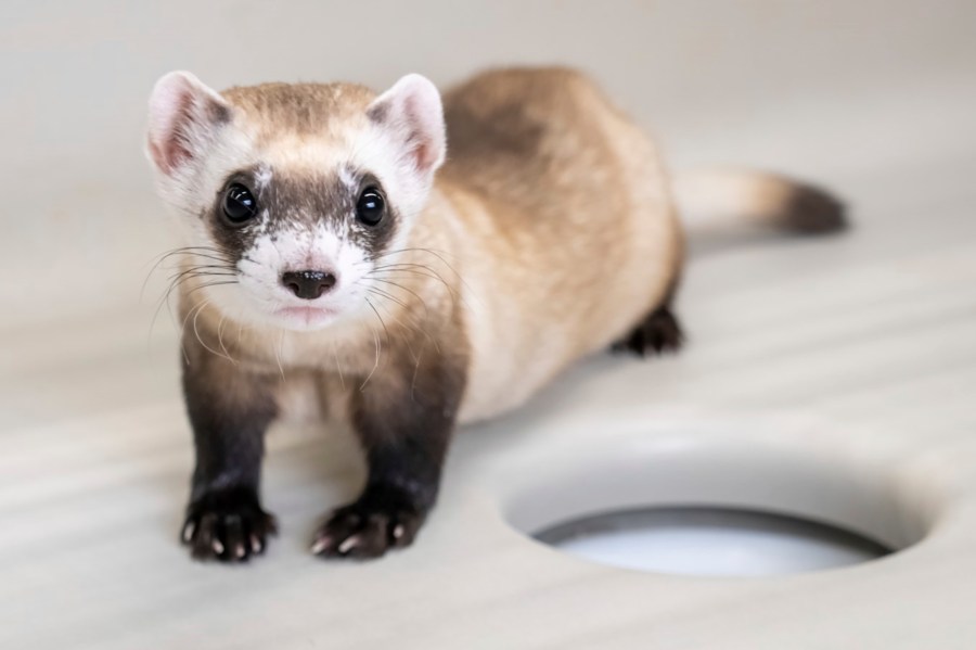 This photo provided by Revive & Restore shows a cloned black-footed ferret named Noreen, Feb. 19, 2024, at the National Black-Footed Ferret Conservation Center in Carr, Colo. Two more black-footed ferrets, Noreen and Antonia, have been cloned from the genes used for the first endangered species clone in the U.S., bringing to three the number of slinky predators genetically identical to a single animal that was frozen back in the 1980s, the U.S. Fish and Wildlife Service announced Wednesday, April 17. (Kika Tuff/Revive & Restore via AP)