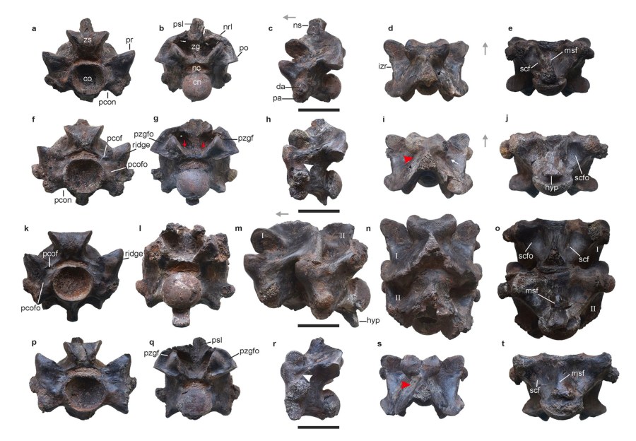 This image provided by researchers in April 2024 shows views of some of the vertebrae of Vasuki indicus, a newly discovered extinct snake from about 47 million years ago, estimated to reach nearly 50 feet (15 meters) long. The scale bar at the center of each row showing rotated views of an individual vertebra indicates 5 centimeters (almost 2 inches). (Sunil Bajpai, Debajit Datta, Poonam Verma via AP)