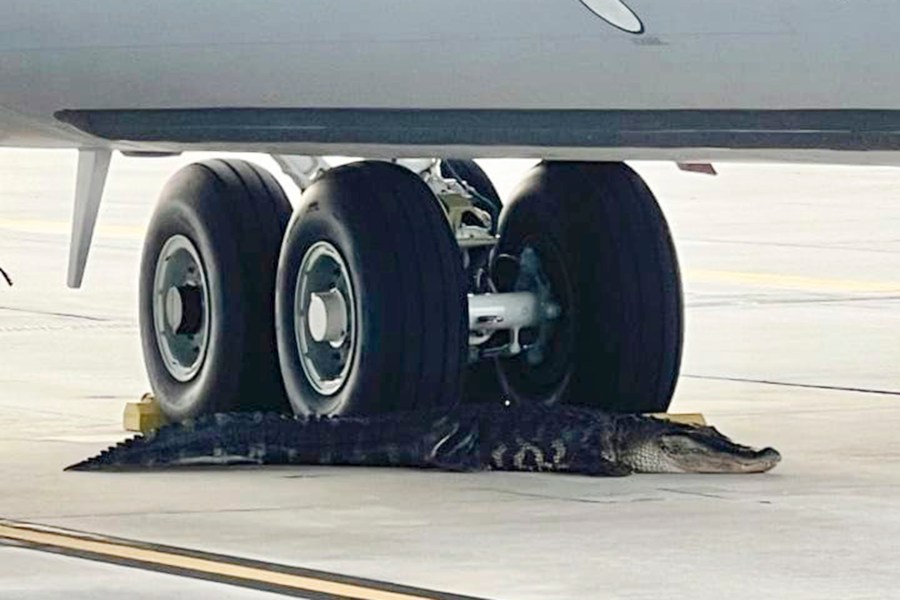 In this photo released by the MacDill Air Force Base, an alligator rests at the landing gear of a KC-135 aerial refueling aircraft on the runway of MacDill Air Force Base in Tampa, on Monday, April 22, 2024. Officers with the Florida Fish and Wildlife Conservation Commission responded and the alligator was moved and released in a nearby river. (MacDill Air Force Base via AP)