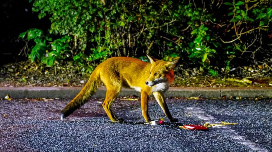 A fox is seen on a road.