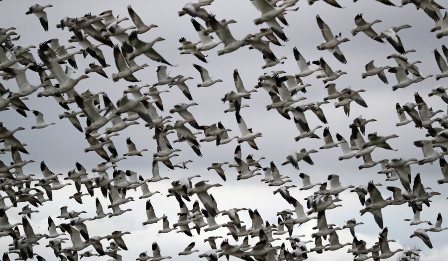 Thousands of snow geese take flight over a farm field.