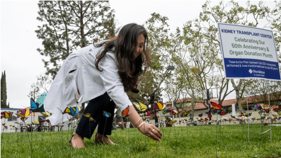 A nurse adjusts one of 1,200 butterflies at Providence St. Joseph Hospital in Orange, CA on Wednesday, April 12, 2023. The butterflies represent the number of organ transplants performed during the last 50 years at the hospital.