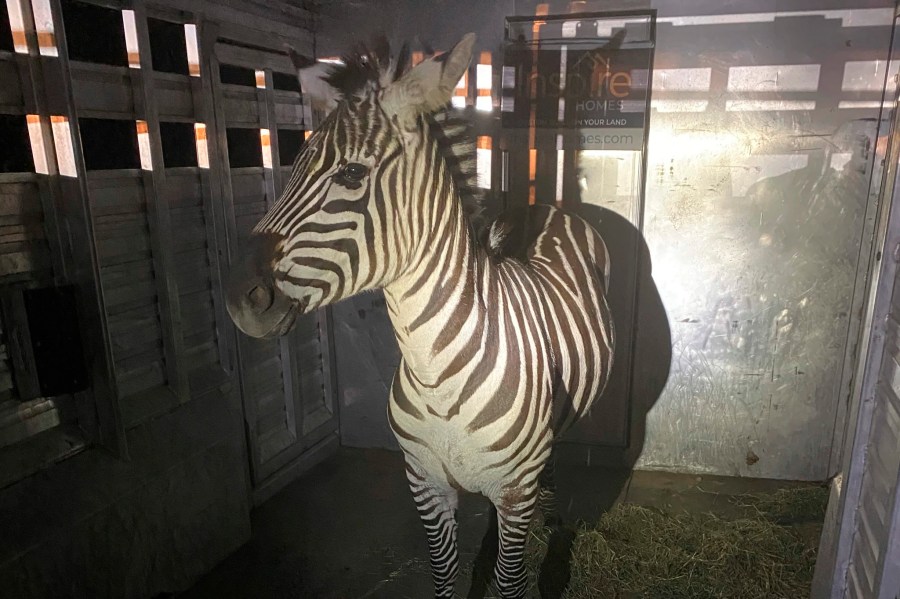 This photo provided by the Regional Animal Services of King County shows the zebra Shug in a trailer after it was captured Friday, May 3, 2024, in Riverbend, Wash., about 30 miles (48 kilometers) east of Seattle. The zebra was one of four that escaped as they were being transported from Washington to Montana last Sunday. (Regional Animal Services of King County via AP)