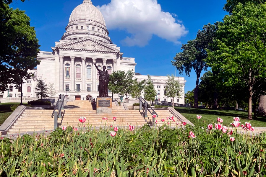 In this image provided by Shelby Ellison, tulips bloom in a flower bed in front to the Wisconsin Capitol, Thursday, May 16, 2024, in Madison, Wis. Workers have removed what appeared to be marijuana plants from a tulip garden on the Wisconsin Capitol grounds. State Department of Administration spokesperson Tatyana Warrick said in an email to The Associated Press on Friday, May 17, 2024, that workers have removed the plants, but that her agency lacks the expertise to determine if they were marijuana. (Shelby Ellison via AP)