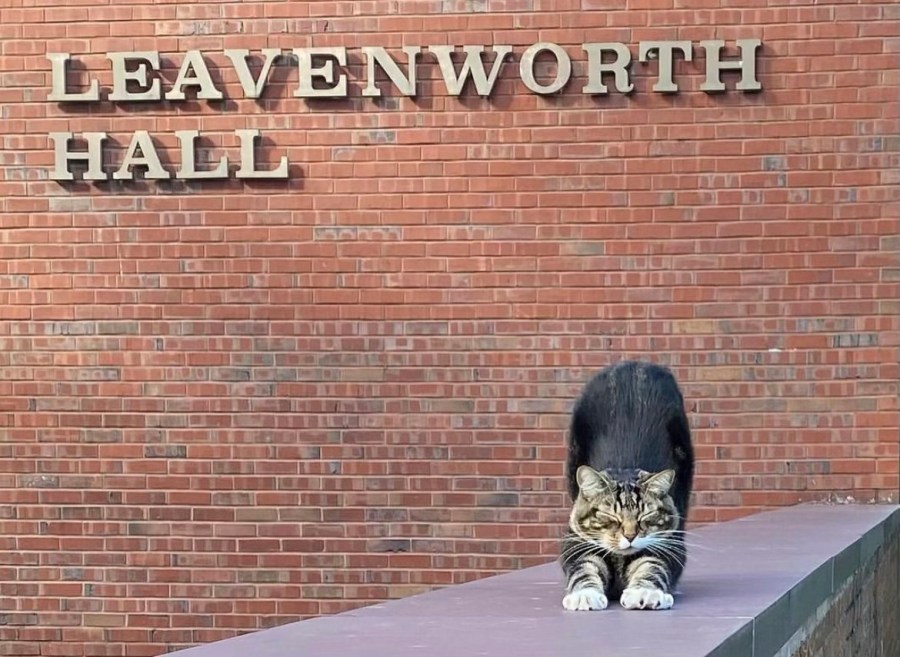 Max the cat stretches outside a building at Vermont State University Castleton campus on Friday, May 17, 2024 in Castleton, Vt . The school has bestowed an honorary degree on the beloved member of the campus community, ahead of graduation on Saturday, May 17. (Kaitlyn Tanner via AP)