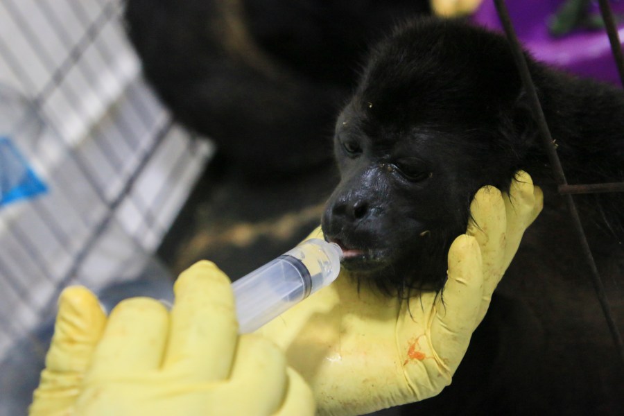 FILE - A veterinarian feeds a young howler monkey rescued amid extremely high temperatures in Tecolutilla, Tabasco state, Mexico, May 21, 2024. Extreme heat in Mexico, Central America and parts of the U.S. South has left millions of people sweltering, strained energy grids and resulted in iconic Howler monkeys in Mexico dropping dead from trees. (AP Photo/Luis Sanchez, File)