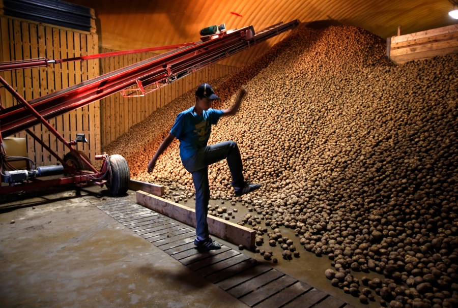 A kid kicks a potato into an giant pile of potatoes in a storage facility.