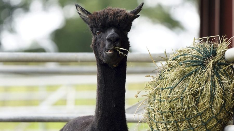 An alpaca chews on some hay at a farm.