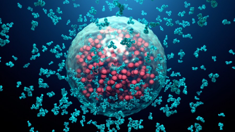 Antibodies destroy an infected cell by a virus in an illustration.