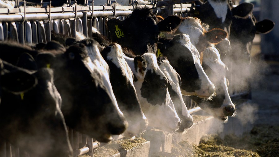 A line of dairy cows feed through a fence.