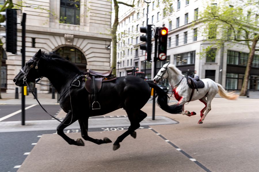 Two horses on the loose bolt through the streets of London near Aldwych, on Wednesday April 24, 2024. The military horses that bolted and injured themselves as they ran loose through central London in April have recovered and are returning to duty, the British Army said Tuesday, June 4, 2024 (Jordan Pettitt/PA via AP)