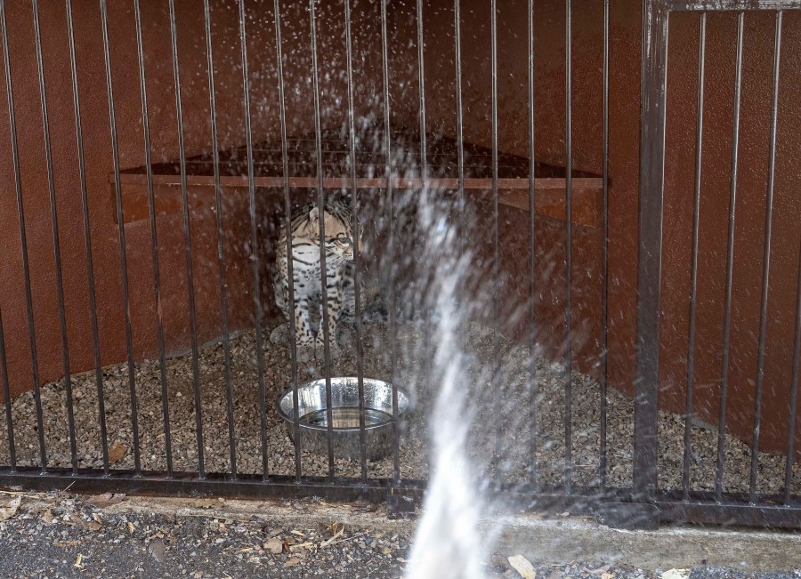 An ocelot is sprayed with water at the non-profit wildlife park Selva Teneek amid a continuing heat wave and drought, in Ciudad Valles, Mexico, Saturday, June 8, 2024. (AP Photo/Mauricio Palos)