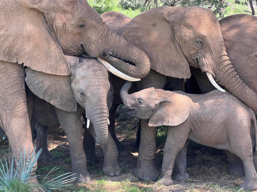 In this undated photo, an African elephant family comforts a calf in Samburu National Reserve, Kenya. A new study in Nature Ecology & Evolution demonstrates that elephants respond to individual names, one of the few animal species known to do so. (George Wittemyer via AP)