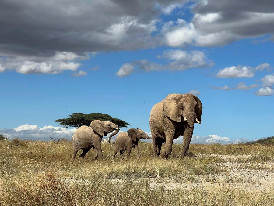 In this undated photo, an African elephant matriarch leads her calf away from danger in northern Kenya. A new study in Nature Ecology & Evolution demonstrates that elephants respond to individual names, one of the few animal species known to do so. (George Wittemyer via AP)