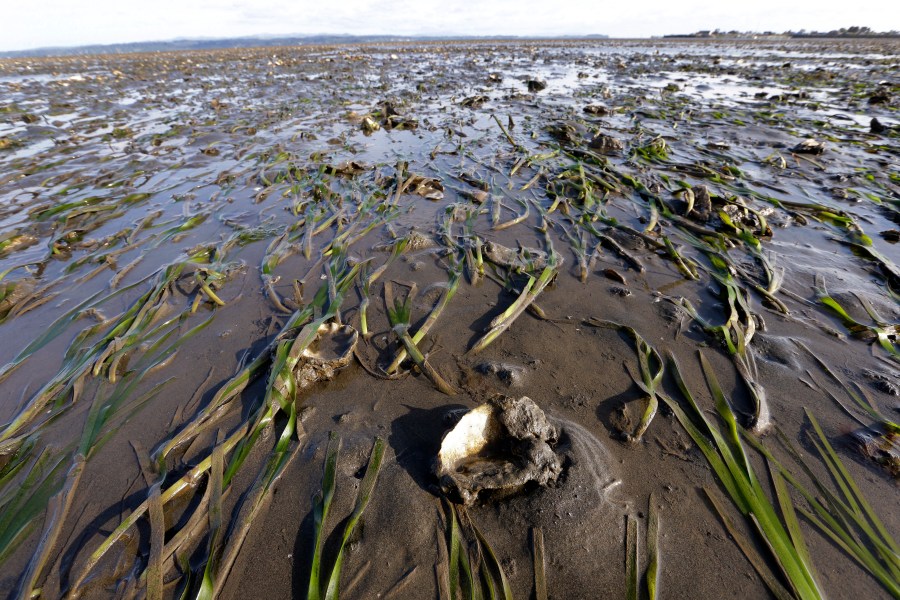 FILE - Grasses and yearling oysters, growing on the large "mother" shells planted throughout the bed, are barely covered by a thin layer of water at low tide on May 1, 2015, in Willapa Bay near Tokeland, Wash. The U.S. Food and Drug Administration says consumers should avoid shellfish from Oregon and Washington state as they may be contaminated with toxins that cause paralytic shellfish poisoning. The warning says to avoid shellfish harvested from areas around Willapa Bay in southern Washington since May 26, 2024. (AP Photo/Elaine Thompson, File)