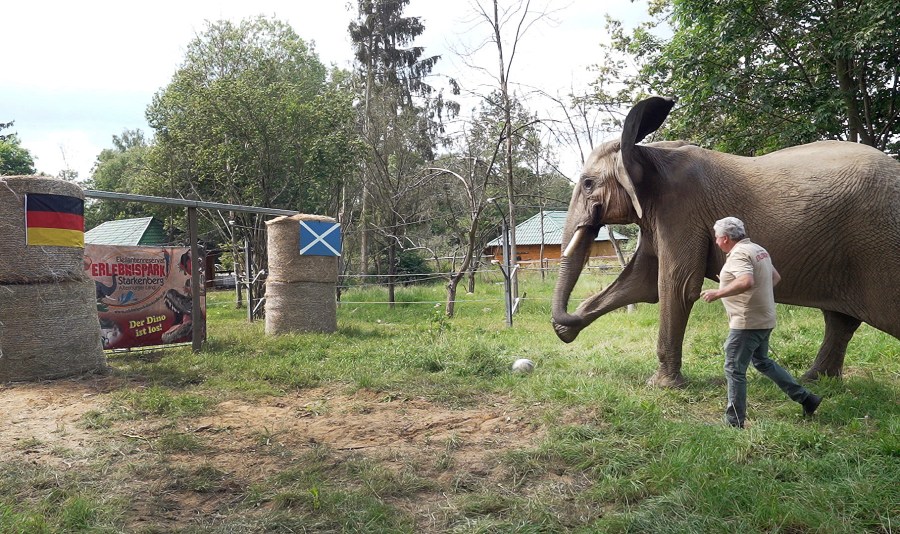 Elephant Bubi kicks the ball towards the goal in Starkenberg, Germany, Thursday, June 13, 2024. As an 'elephant oracle' the elephant predicts the outcome of the opening game of the European Championship, according to her, Germany will win. The animal from the Starkenberg elephant reserve shoots the ball into the German goal. (David Breidert/dpa via AP)