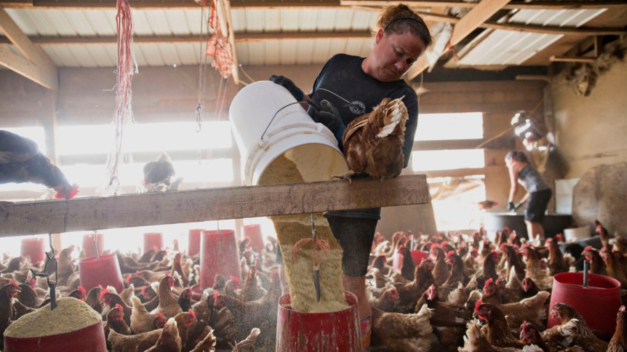 Organic feed is dumped into a trough inside a barn of Lohmann Brown chickens at Meadow Haven Farm, a certified organic family run farm, in Sheffield, Illinois, U.S., on Tuesday, Aug. 4, 2015. (Photographer: Daniel Acker/Bloomberg via Getty Images)