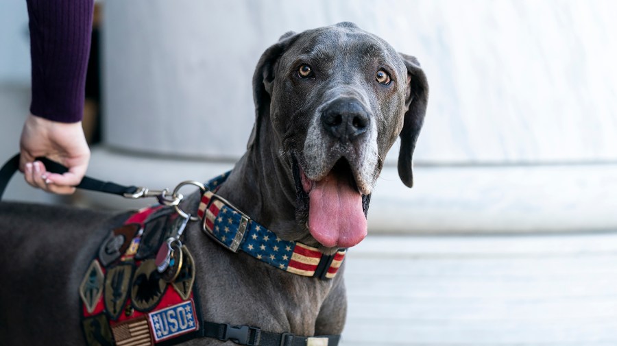 United Service Organizations service dog Maverick