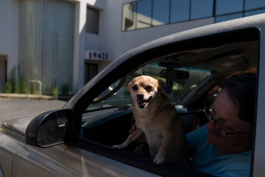 Sherri Thompson, with her chihuahua 14-year-old Kiwahi, waits in her vehicle for the Cook Plaza cooling center to open on Friday, July 5, 2024, in Gresham, Ore. Thompson has lived in her car for three years, and can only run its air conditioning for about 20 minutes at a time as it causes the engine to overheat. A heat wave is spreading across Wester U.S., the national Weather Service said, sending many residents in search of a cool haven from the dangerously high temperatures. (AP Photo/Jenny Kane)