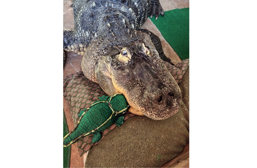 This undated photo, provided by Tony Cavallaro, shows his 750-pound alligator, Albert, in Cavallaro's personal enclosure, in Hamburg, NY. Cavallaro, whose alligator Albert was seized, is suing the state Department of Environmental Conservation in an effort to get him back, saying the agency was wrong not to renew a license for the pet he'd raised for more than 30 years. (Courtesy Tony Cavallaro via AP)