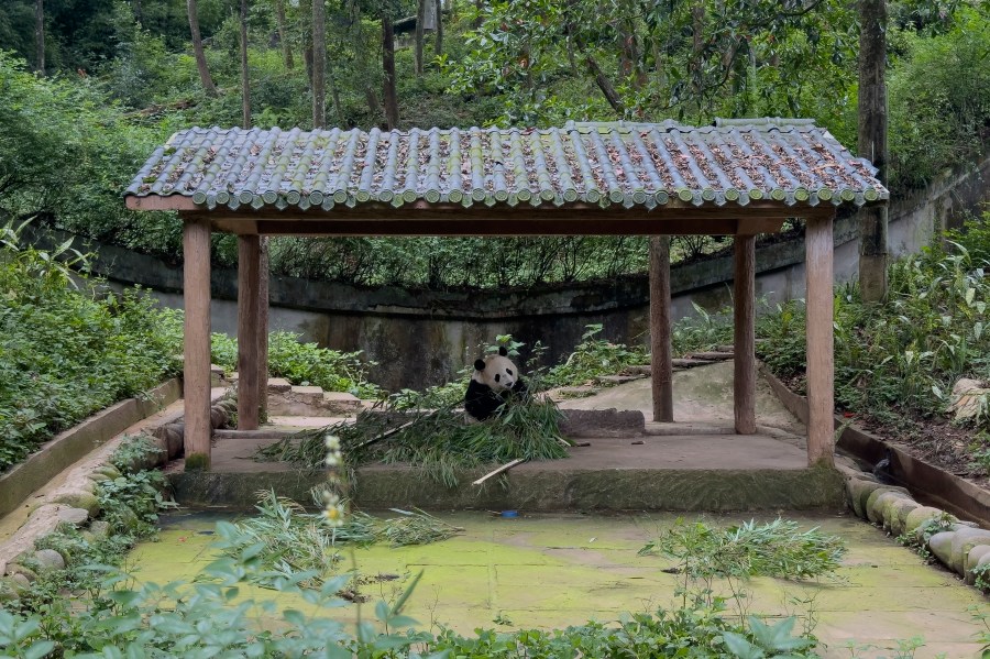 Male Giant Panda, Mei Sheng born in San Diego Zoo (US) in 2003 and returned to China in 2007, eats bamboo under a hut at the Bifengxia Panda Base of the China Conservation and Research Center for the Giant Panda in Ya'an, southwest China's Sichuan Province, Monday, June 12, 2024. (AP Photo/Caroline Chen)