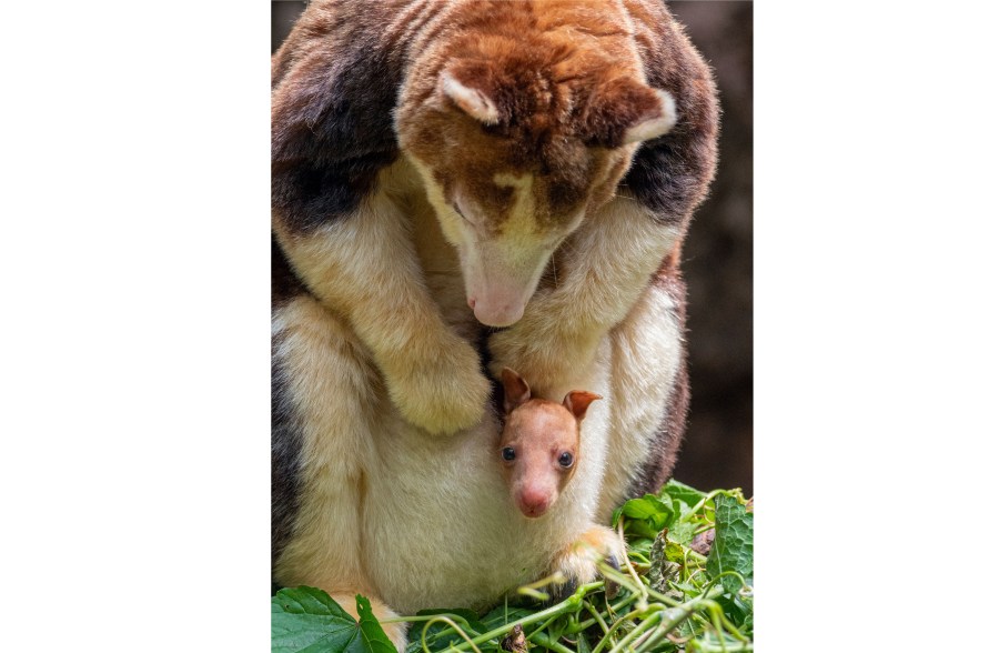 This photo, provided by the Wildlife Conservation Society, shows a Matschie's tree kangaroo joey that made its first appearance from its mother's pouch at New York's Bronx Zoo, Thursday, July 18, 2024. The joey, born at the end of December, is the second of its species born at the Bronx Zoo and to this female since 2021. (Wildlife Conservation Society/Terria Clay via AP)