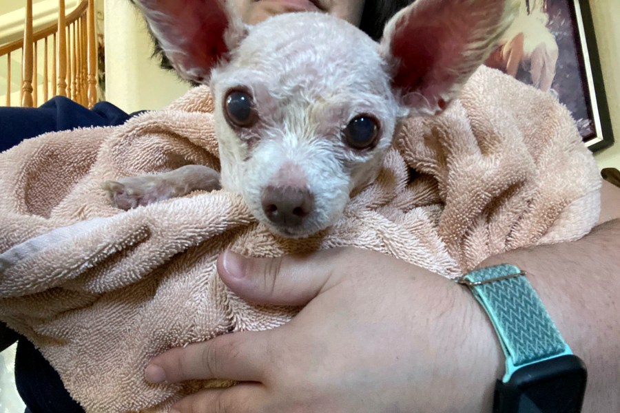 In this image provided by Judith Monarrez, her pet dog Gizmo is seen cradled in her arms, Sunday, July 21, 2024. Monarrez was reunited with the dog on July 17, 2024, more than nine years after it went missing in Las Vegas. (Judith Monarrez via AP)