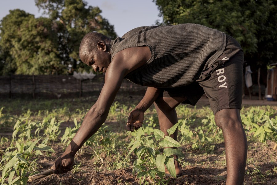 Habibou Tamba, a 32-year old local activist on female genital mutilation, who said that he attended the rally outside the parliament, and a prominent community member — whom he did not identify — sent him a message afterward, accusing him of serving the interests of the West, weeds his farm in Sintet, Gambia, Friday, July. 26, 2024. (AP Photo/Annika Hammerschlag)