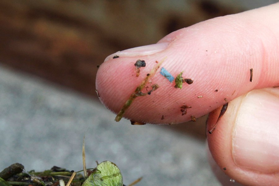 FILE - A blue rectangular piece of microplastic sits on the finger of a researcher with the University of Washington-Tacoma environmental science program, after it was found in debris collected from the Thea Foss Waterway, in Tacoma, Wash., on May 19, 2010. (AP Photo/Ted S. Warren, File)