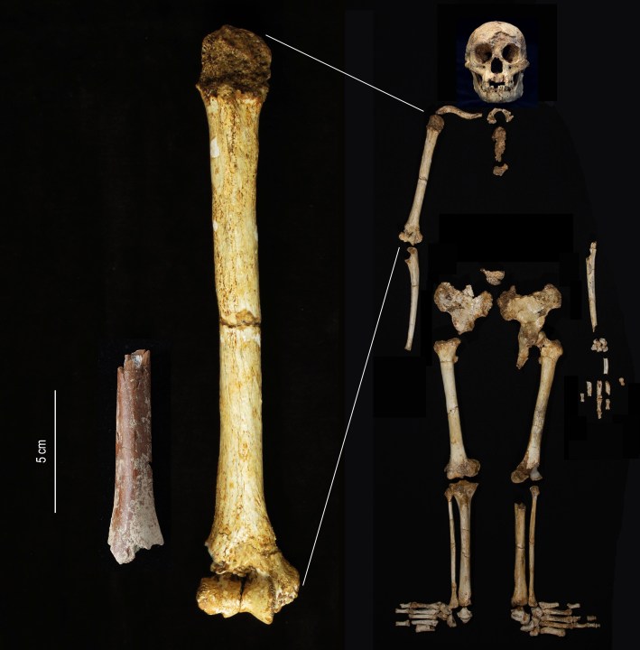 This image provided by Yousuke Kaifu shows an excavated arm bone fragment, left, next to the upper arm bone of an original “hobbit” that lived on the Indonesia island of Flores. New research suggests ancestors of the “hobbits” were even shorter. (Yousuke Kaifu via AP)