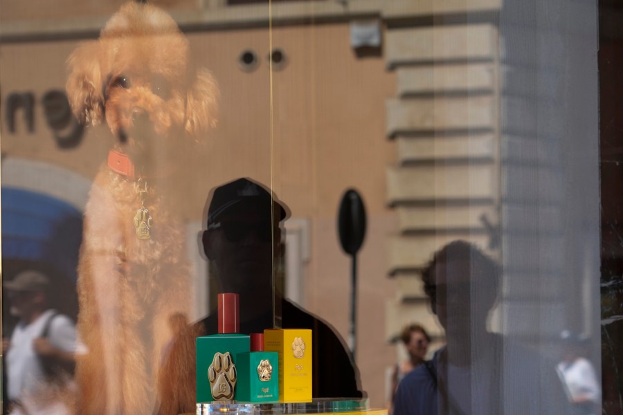 The new Dolce and Gabbana dog perfume called "Fefe" in honour of Domenico Dolce's dog and released earlier this month is displayed on the shop window of the fashion brand boutique in Rome, Tuesday, Aug. 6, 2024. The perfume has been certified suitable for animal use according to the Italian 'Safe Pet Cosmetics' protocol, but not all veterinarians agree with the use of fragrances for dogs, because they could interfere with their sense of smell and cover up bad odours that could be a symptom of various diseases. (AP Photo/Gregorio Borgia)