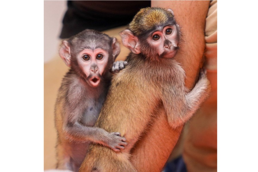 CORRECTS DATE TO AUG. 8, 2024 - This photo, provided by the Rosamond Gifford Zoo, in Syracuse, NY, Thursday, Aug. 8, 2024, shows a pair of half-sister, baby patas monkeys born at the zoo weeks apart in April and May 2024, that are are being hand-raised by keepers after their mothers showed a lack of maternal instinct, a zoo official said Thursday. (Rosamond Gifford Zoo via AP)