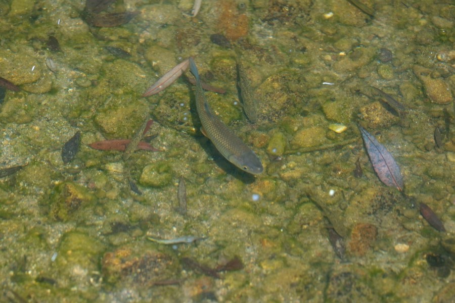 Fish swim in Korenita river in the village of Gornje Nedeljice, in the fertile Jadar Valley in western Serbia, Tuesday, Aug. 6, 2024. (AP Photo/Darko Vojinovic)