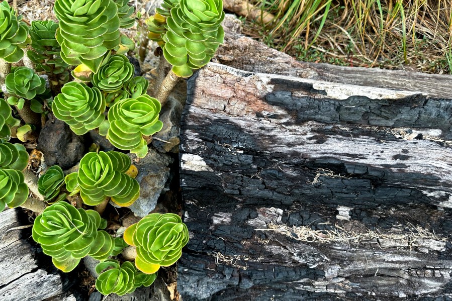 Succulent plants sprout through a charred log outside Chris Cole's home on Thursday, July 18, 2024, in Kula, Hawaii. (AP Photo/Jennifer Sinco Kelleher)