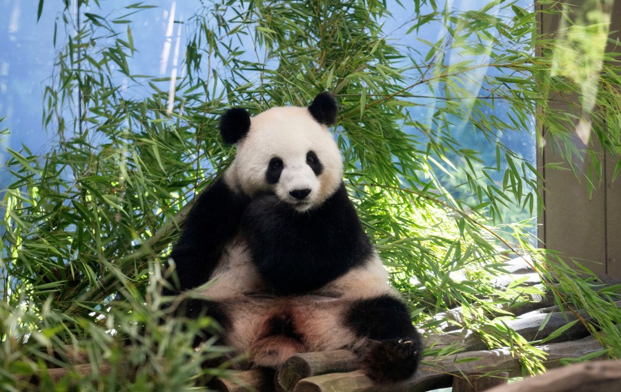 Female panda Meng Meng, who is pregnant with twins, sits in her enclosure at the Berlin Zoo, Tuesday, Aug. 13, 2024. (Sebastian Gollnow/dpa via AP)