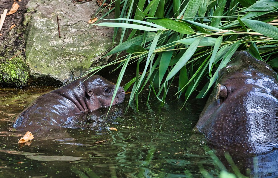 Toni, a pygmy hippo born at the Berlin Zoo in June makes her first public appearance with her mother, Debbie on Thursday, Aug. 15, 2024 in Berlin, Germany. (Paul Zinken/dpa via AP)