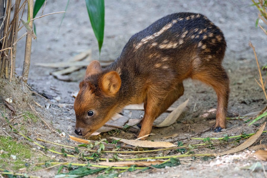 This photo, provided by the Wildlife Conservation Society's Queens Zoo, shows a southern pudu fawn, one of the smallest deer species in the world, born at the zoo at about 2 pounds, June 21, 2024, in the Queens borough of New York. (Terria Clay/Wildlife Conservation Society's Queens Zoo via AP)