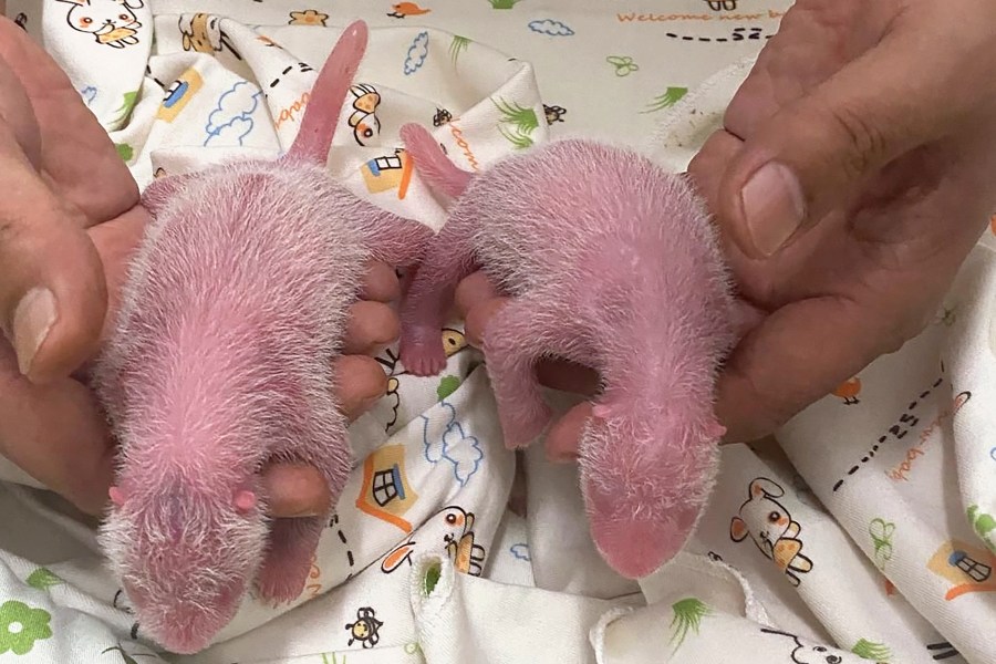 In this photo released and taken on Aug. 15, 2024 by Ocean Park Hong Kong, a photo of twin panda babies, female at left and male at right, at Ocean Park Hong Kong marking the first-ever locally born panda cubs. (Ocean Park Hong Kong via AP)