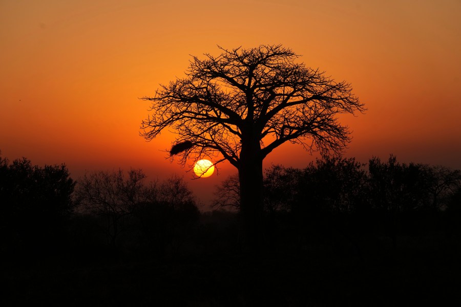 The sun rises behind a baobab tree in the Save Valley Conservancy, Zimbabwe on Wednesday, July 10, 2024. (AP Photo/Tsvangirayi Mukwazhi)