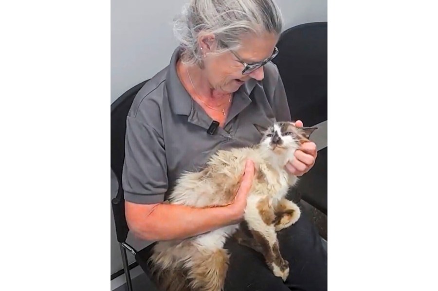 In this photo provided by the Charleston Animal Society, Jennifer Ravenel pets her cat, Sam, when the two were reunited after 11 years Monday, Aug. 12, 2024, at the Charleston Animal Society in Charleston, South Carolina. (Charleston Animal Society via AP)