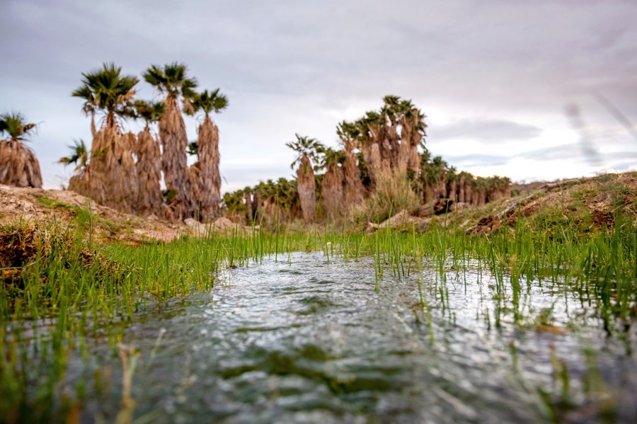 This photo provided by the environmental group Earthjustice shows Ha'Kamwe', a sacred spring near Wikieup, Ariz., March 5, 2022. (Ash Ponders/Earthjustice via AP)