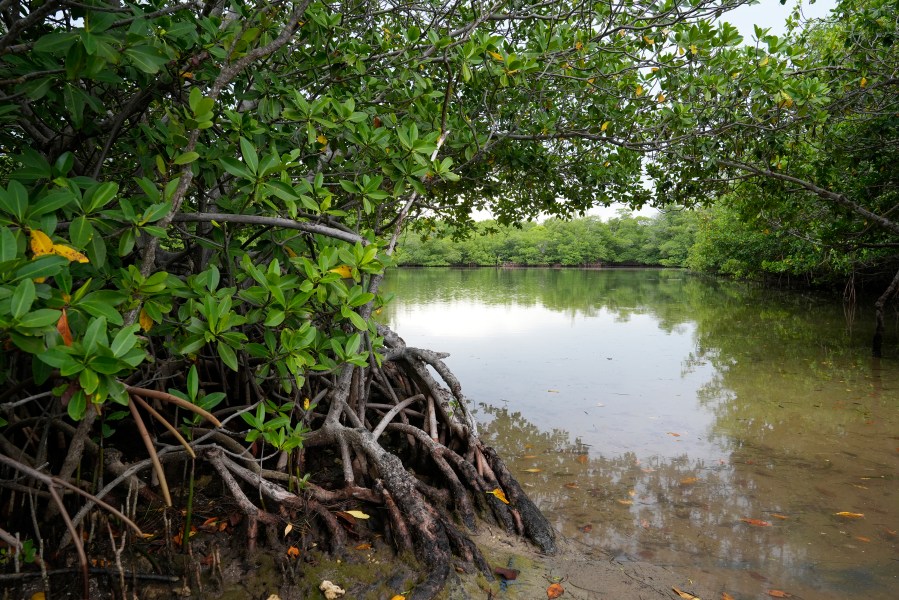 Red mangroves line the shore at Oleta River State Park, Thursday, Aug. 22, 2024, in North Miami Beach, Fla. (AP Photo/Marta Lavandier)