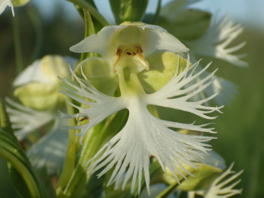 A bloom of the western prairie fringed orchid is seen Wednesday, July 3, 2024, on the Sheyenne National Grassland in North Dakota. The orchid is a threatened species protected by the federal Endangered Species Act. (AP Photo/Jack Dura)