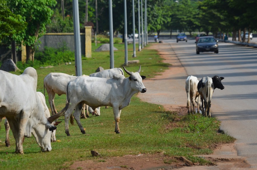 Cattle roam near a road in Abuja, Nigeria, Wednesday, Aug. 21, 2024. (AP Photo/Olamikan Gbemiga)