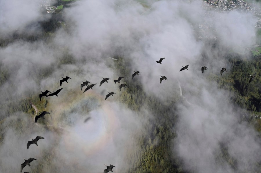 This photo provide by Waldrappteam Conservation & Research shows the migration from Northern Bald Ibis, or the Waldrapp from Seekirchen am Wallersee in Austria to Oasi Laguna di Orbetello in Italy during August and September 2022. (Waldrappteam Conservation & Research via AP)