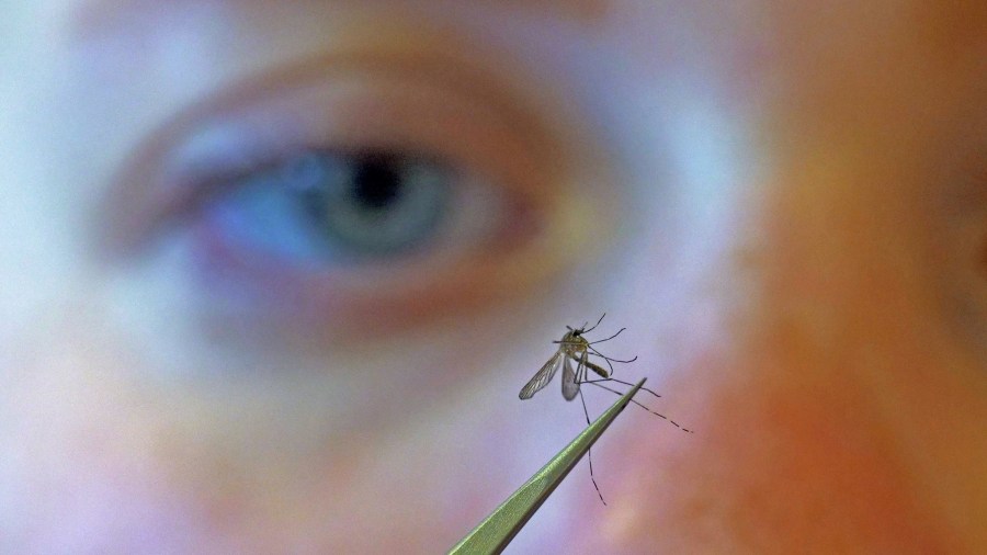 FILE - In this Aug. 26, 2019 file photo, a municipal biologist examines a mosquito in Salt Lake City. (AP Photo/Rick Bowmer, file)