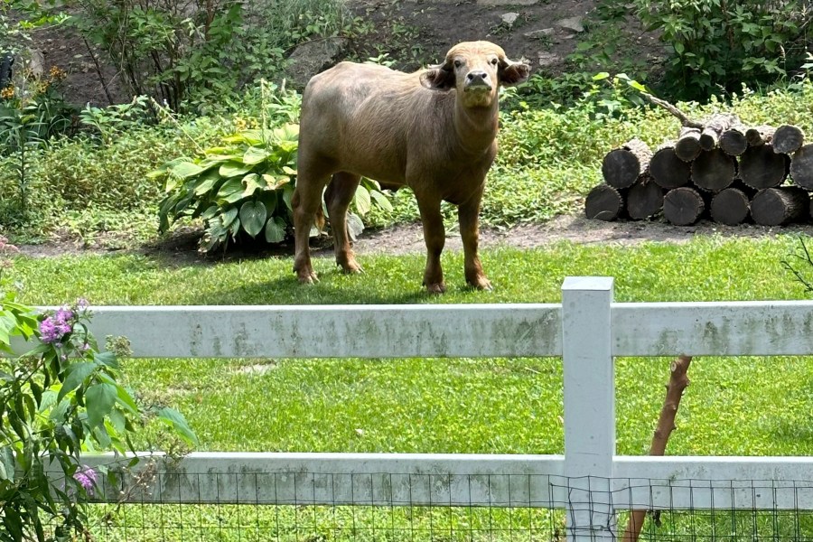 An escaped water buffalo on the lamb from police looks on Saturday, Aug. 24, 2024, in the Des Moines suburb of Pleasant Hill, Iowa. (Madison Pottebaum via AP)